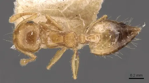 Crematogaster quadriruga - CASENT0908368