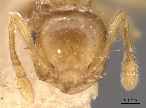 Crematogaster quadriruga - CASENT0908368