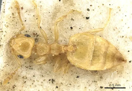 Crematogaster queenslandica specimen
