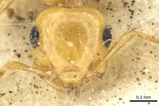 Crematogaster queenslandica specimen