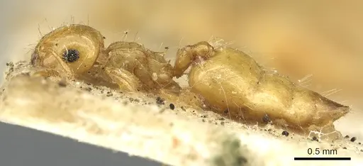 Crematogaster queenslandica specimen