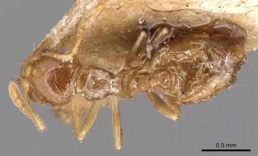 Crematogaster queenslandica - CASENT0904498