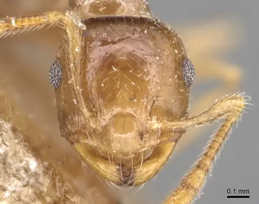 Crematogaster queenslandica - CASENT0904498