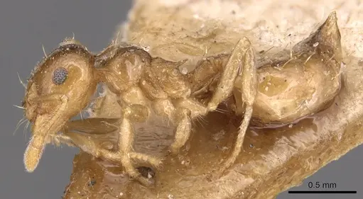 Crematogaster queenslandica - CASENT0904498