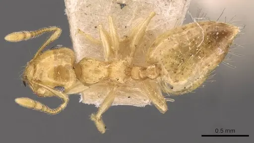 Crematogaster queenslandica - CASENT0908379