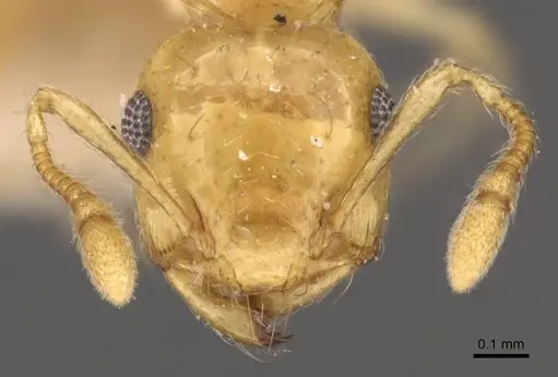 Crematogaster queenslandica - CASENT0908379