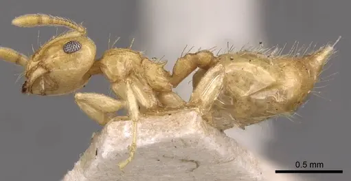 Crematogaster queenslandica - CASENT0908379