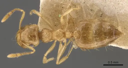 Crematogaster queenslandica - CASENT0908380