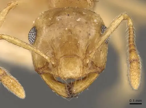 Crematogaster queenslandica - CASENT0908380