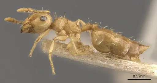 Crematogaster queenslandica - CASENT0908380