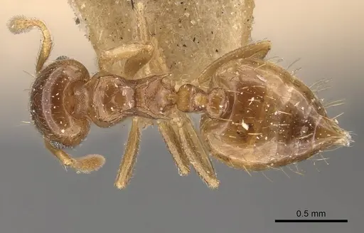 Crematogaster queenslandica - CASENT0908381