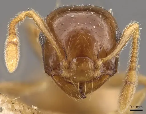Crematogaster queenslandica - CASENT0908381
