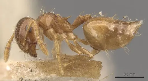 Crematogaster queenslandica - CASENT0908381