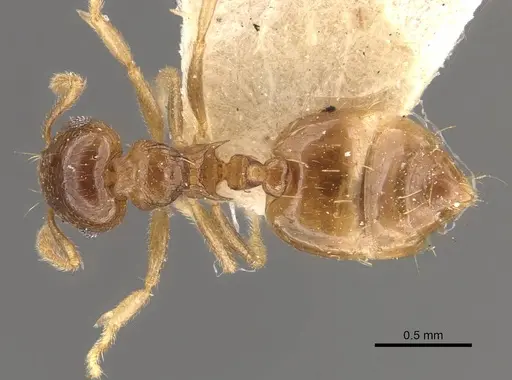 Crematogaster queenslandica - CASENT0908382