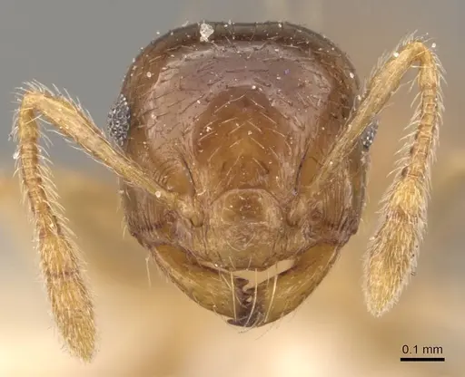 Crematogaster queenslandica - CASENT0908382
