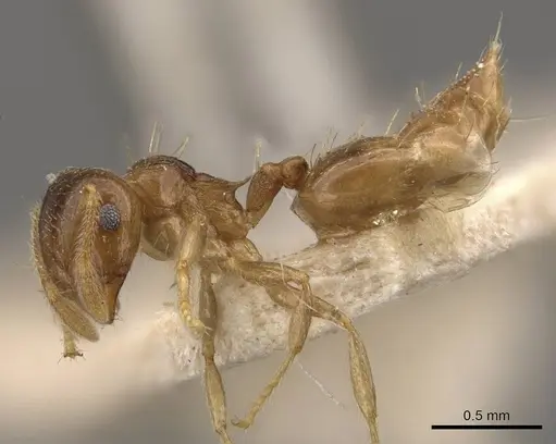 Crematogaster queenslandica - CASENT0908382