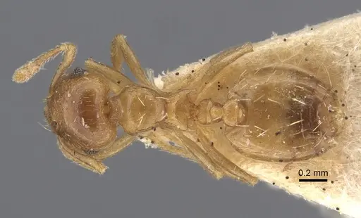 Crematogaster queenslandica - CASENT0917801