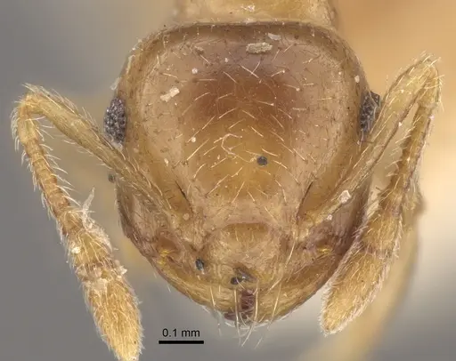 Crematogaster queenslandica - CASENT0917801