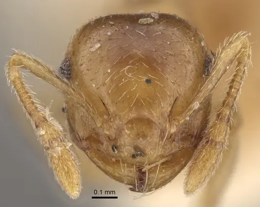 Crematogaster queenslandica - CASENT0917801