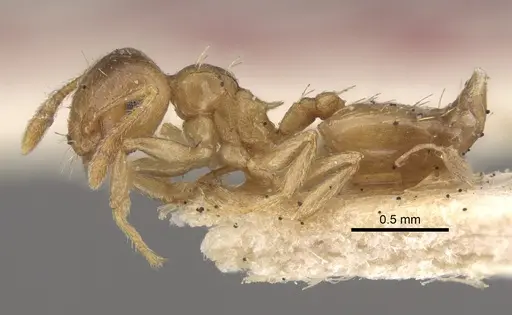 Crematogaster queenslandica - CASENT0917801