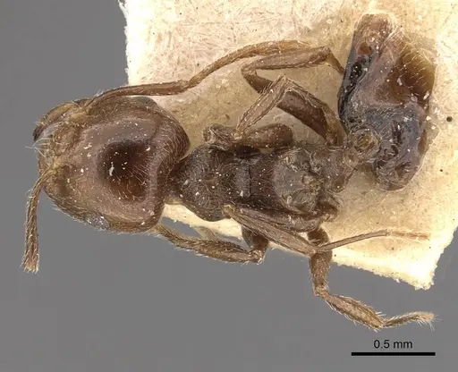 Crematogaster ralumensis specimen