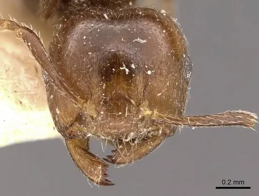 Crematogaster ralumensis specimen