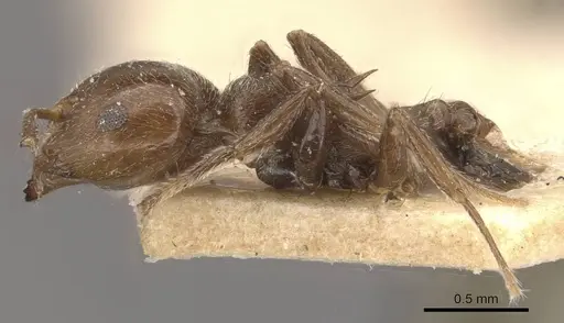 Crematogaster ralumensis specimen