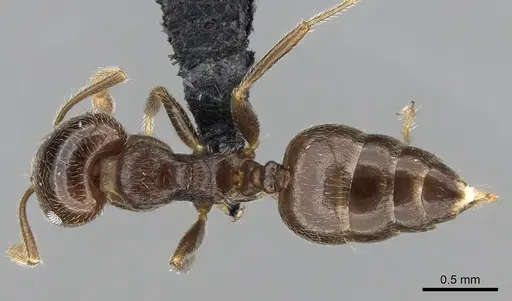 Crematogaster ramamy specimen
