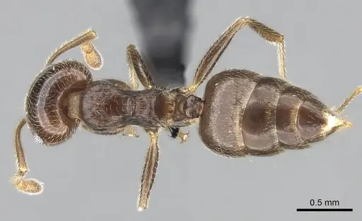 Crematogaster ramamy specimen