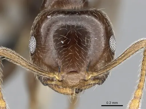 Crematogaster ramamy specimen