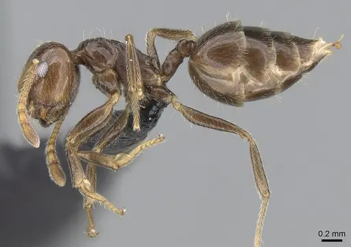 Crematogaster ramamy - CASENT0317764