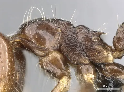 Crematogaster ramamy - CASENT0317764