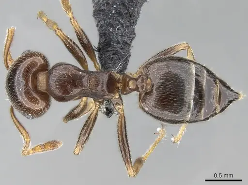 Crematogaster ramamy - CASENT0317780