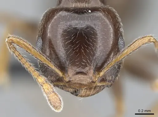 Crematogaster ramamy - CASENT0317780