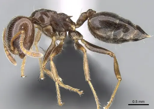 Crematogaster ramamy - CASENT0317780