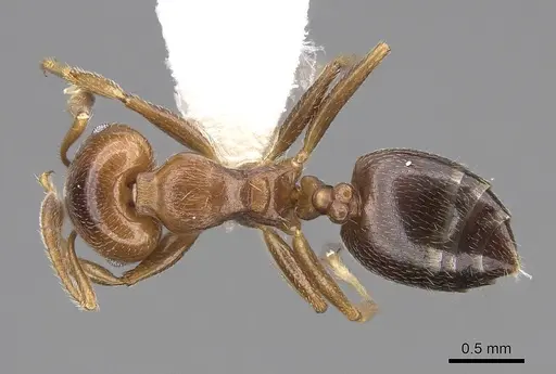 Crematogaster ramamy - CASENT0922644