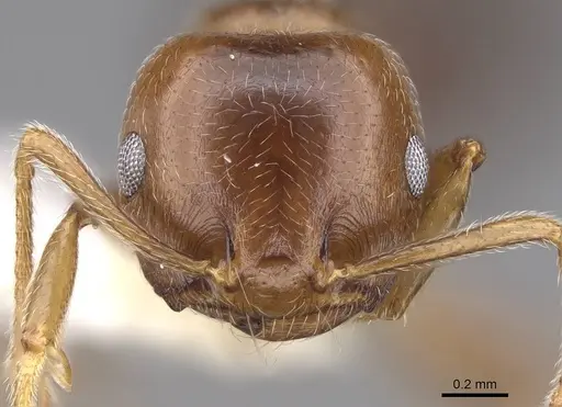 Crematogaster ramamy - CASENT0922644