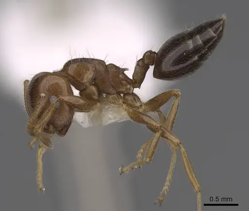 Crematogaster ramamy - CASENT0922644
