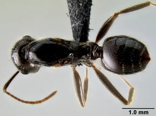 Crematogaster ranavalonae specimen