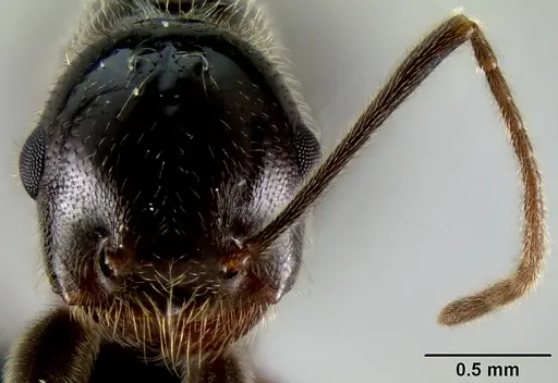 Crematogaster ranavalonae specimen