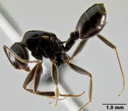 Crematogaster ranavalonae specimen