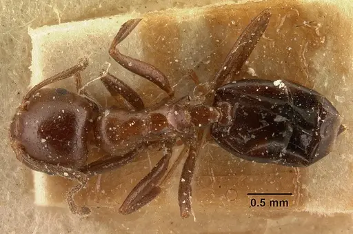 Crematogaster ranavalonae - CASENT0101162