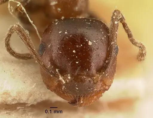 Crematogaster ranavalonae - CASENT0101162