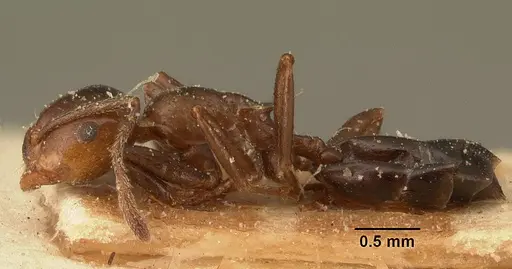 Crematogaster ranavalonae - CASENT0101162