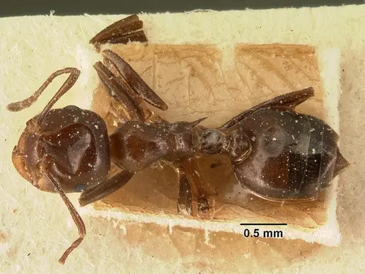 Crematogaster ranavalonae - CASENT0101163