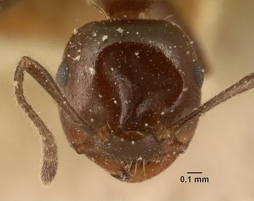 Crematogaster ranavalonae - CASENT0101163
