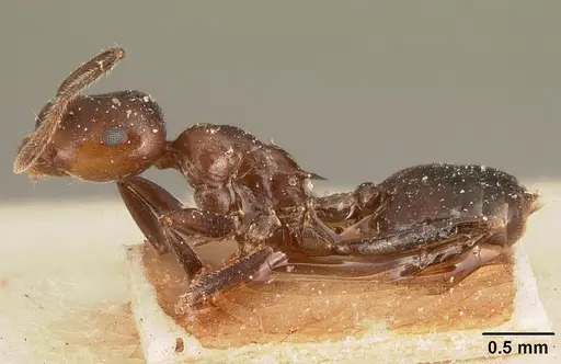 Crematogaster ranavalonae - CASENT0101163