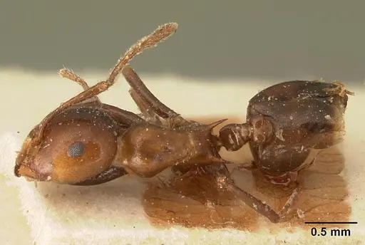 Crematogaster ranavalonae - CASENT0101164