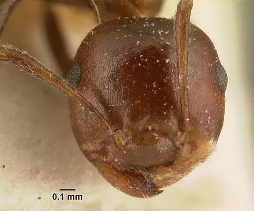 Crematogaster ranavalonae - CASENT0101164