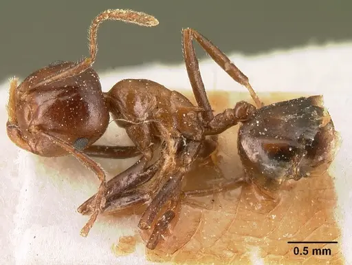Crematogaster ranavalonae - CASENT0101164